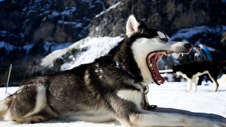 Naughty Husky