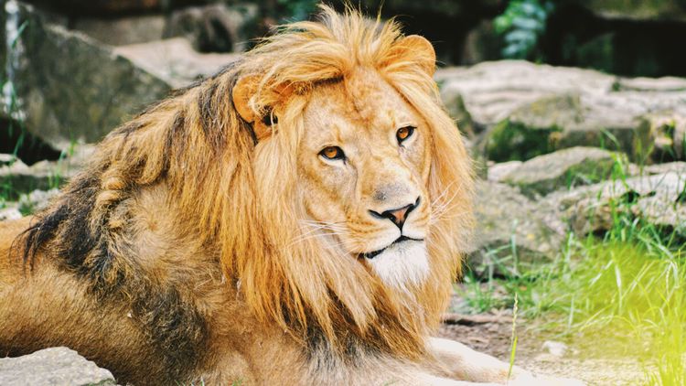 Lee Anne Robertson Photographer